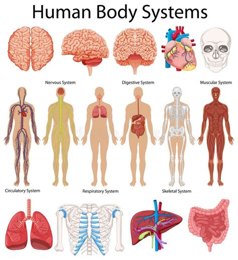 diagram showing human body systems stock vector illustration
