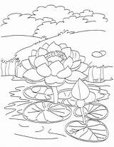Pond Lotus Coloring Pages Drawing Blooming Fish Kids Printable Outline Flowers Getdrawings ดอก ไม Flower Color Template Easy sketch template