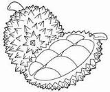 Durian Hitam Putih Buah Buahan Drawing Mewarnai Sayuran Tempatan Sekolah Outline Printable Sayur Mewarna Bagus Melukis Yg Sekitar Kawasan sketch template