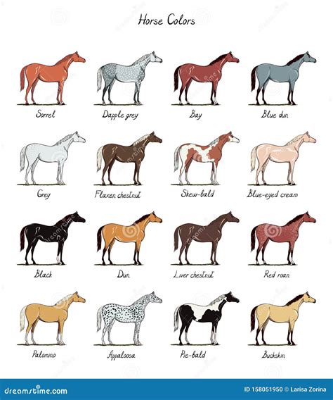 buckskin horse color chart horse colour chart  gaurdianax