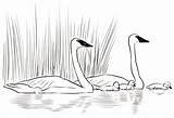 Cisnes Swans Swan sketch template