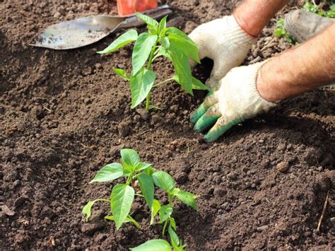 planting bell peppers   ground   raised beds food gardening network