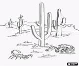 Sonora Desierto Sonoran Deserto Paisaje Coloring Biomas Bioma Cactus Paisagem Colorare Terrestres Saguaro Buscar Krajobraz Pustyni Paesaggio Krajobrazu Naturalnego Kolorowanki sketch template