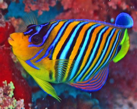 royal angelfish pretty fish beautiful fish gorgeous beautiful