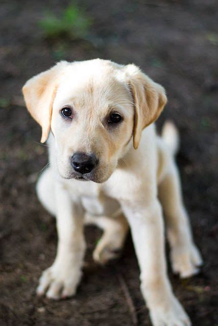 images  yellow labs  pinterest lab puppies white lab