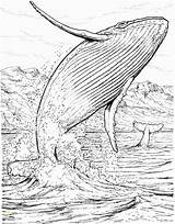 Whale Humpback Baleine Whales Blauwal Ballena Colorare Apologia Colouring Coloriages Sperm Bosse Marins Ausmalbilder Disegni Saltando Malvorlage Acqua Springt Wasser sketch template