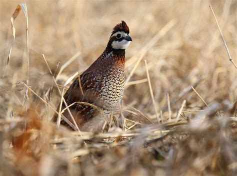 attract  quail   property upland bird hunting quail
