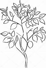 Lemon Tree Drawing Sketch Coloring Line Background Choose Board Color Pages sketch template