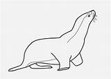 Seal Coloring Pages sketch template