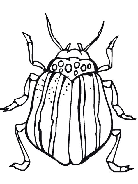 bug coloring page pictures animal place