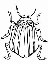 Printable Bugs Primarygames Colouring Beetle Colorings sketch template