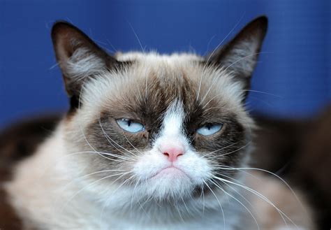 grumpy cat pictures breed personality history information