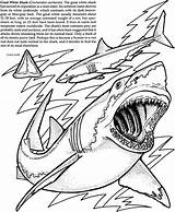 Coloring Shark Sharks Dover Publications Doverpublications sketch template