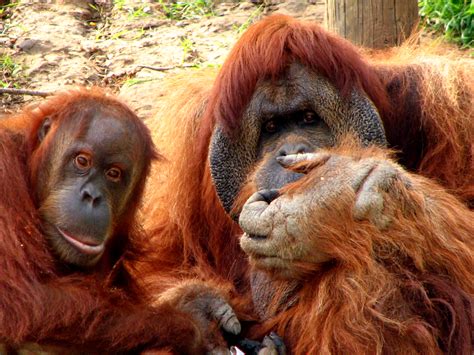 endangered  extinct animals indonesian orangutan   brink  extinction