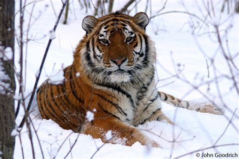 canadian tiger fanon wiki fandom powered  wikia