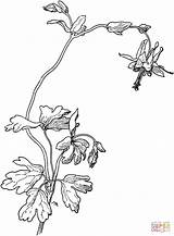 Aquilegia Columbine Drawing Coloring Truncata Red Flower Pages Getdrawings Drawings Printable sketch template