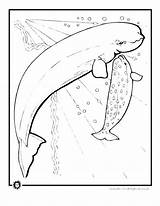 Coloring Whale Blue Pages Killer Orca Kids Getcolorings sketch template