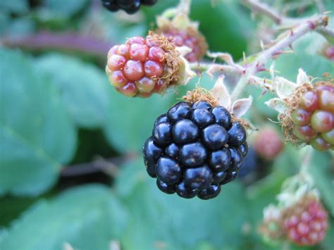blackberry bush  photo  freeimages