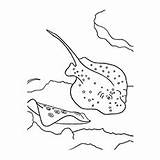 Stingray Coloring Pages Ray Sting Manta Printable Southern Top Spotted Eagle sketch template
