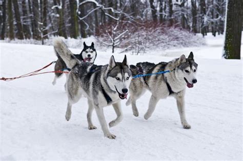 husky dogs pulling sled stock photo image  active outdoors