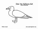 Gull California Coloring Citing Reference sketch template