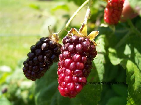 agriculture berry fruit  organic product