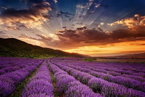 ways   lavender zen box essential oils
