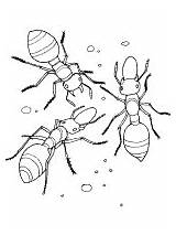 Hormigas Hormiga Animales sketch template