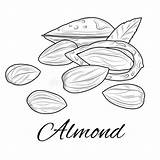 Almond Tangle sketch template