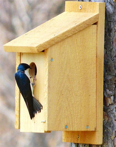 tree swallow checking    bluebird house feederwatch
