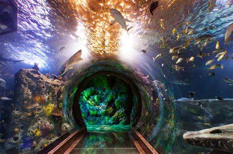 sea life aquarium     degree ocean tunnel  arizona
