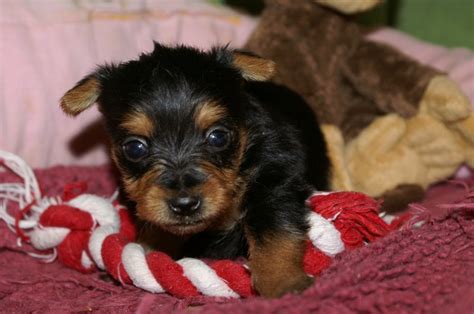 silky terrier silky terrier puppies puppy pictures