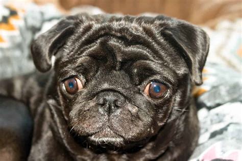 black pug questions     buying  poochauthority