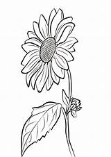 Coloring Sunflower Pages Leaf sketch template