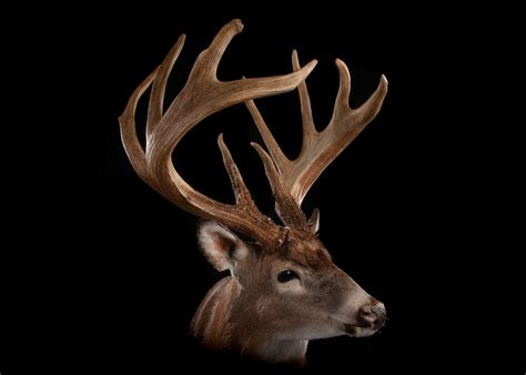 the most famous whitetail deer ever field and stream