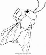Hornisse Insekten Honeybee Tiere Malvorlage Gratismalvorlagen Kategorien Condividi sketch template
