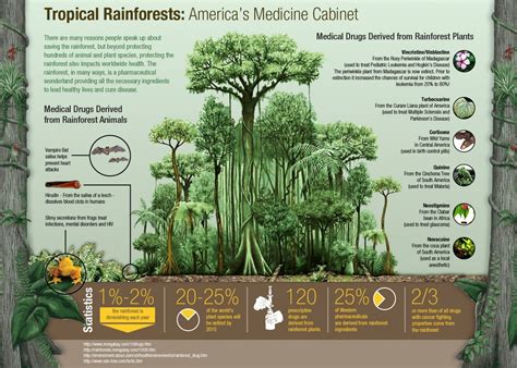 tropical rainforest infographic rainforest plants tropical