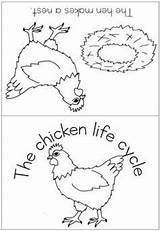 Chicken Life Parts Cycle Coloring Cycles Worksheet Label Kids sketch template