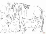 Wildebeest Coloring Gnu Pages Colouring Blue Drawing Printable Color Horse Cartoon Realistic Crafts Getdrawings Supercoloring Designlooter Animals Template Drawings Sketch sketch template