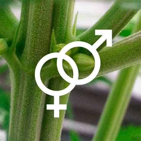 How To Determine The Sex Of Your Cannabis Plant Leaf Science