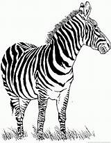 Zebra Coloring Pages Part Zoom Print sketch template