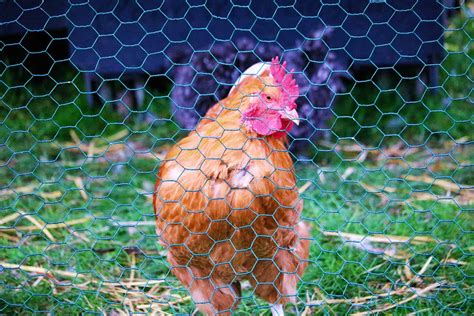 chicken wire  securing  coop  buyers guide