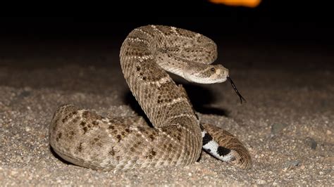 dead rattlesnake uncoils  grill surprises texas hunters surely hes dead   fox news