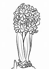 Coloring Pages Hyacinth Flowers Printable Adults sketch template