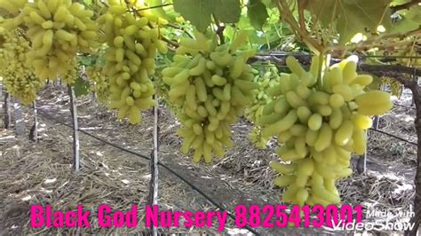 grow grapes seedlessgrapes youtube
