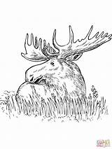 Moose Coloring Pages Grass Color Printable Print Drawing Head Outline Sitting Kids Getcolorings Sketch Getdrawings Template sketch template
