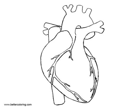 human heart anatomy coloring pages  printable coloring pages