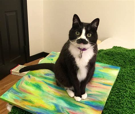 moustachioed moggies owners share snaps of their cats with very funny