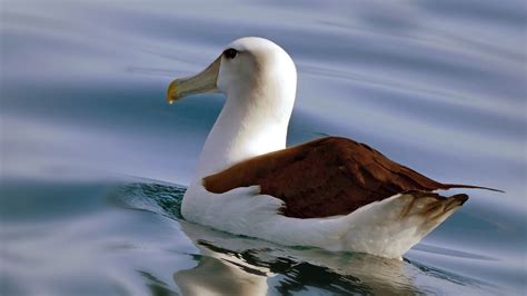 rueyada albatros kusu goermek albatrosu goermeniz ne anlama gelir