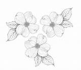 Dogwood Drawing Flower Flowers Tattoo Getdrawings sketch template